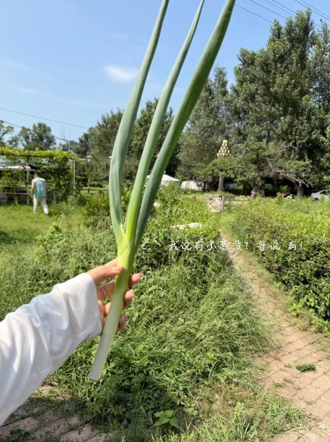 吴昌泽妻子晒牧场近照 配文记录田园日常 吴昌泽妻子晒牧场近照 配文记录田园日常